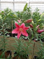 [5352 Bromley DJ No02.JPG]